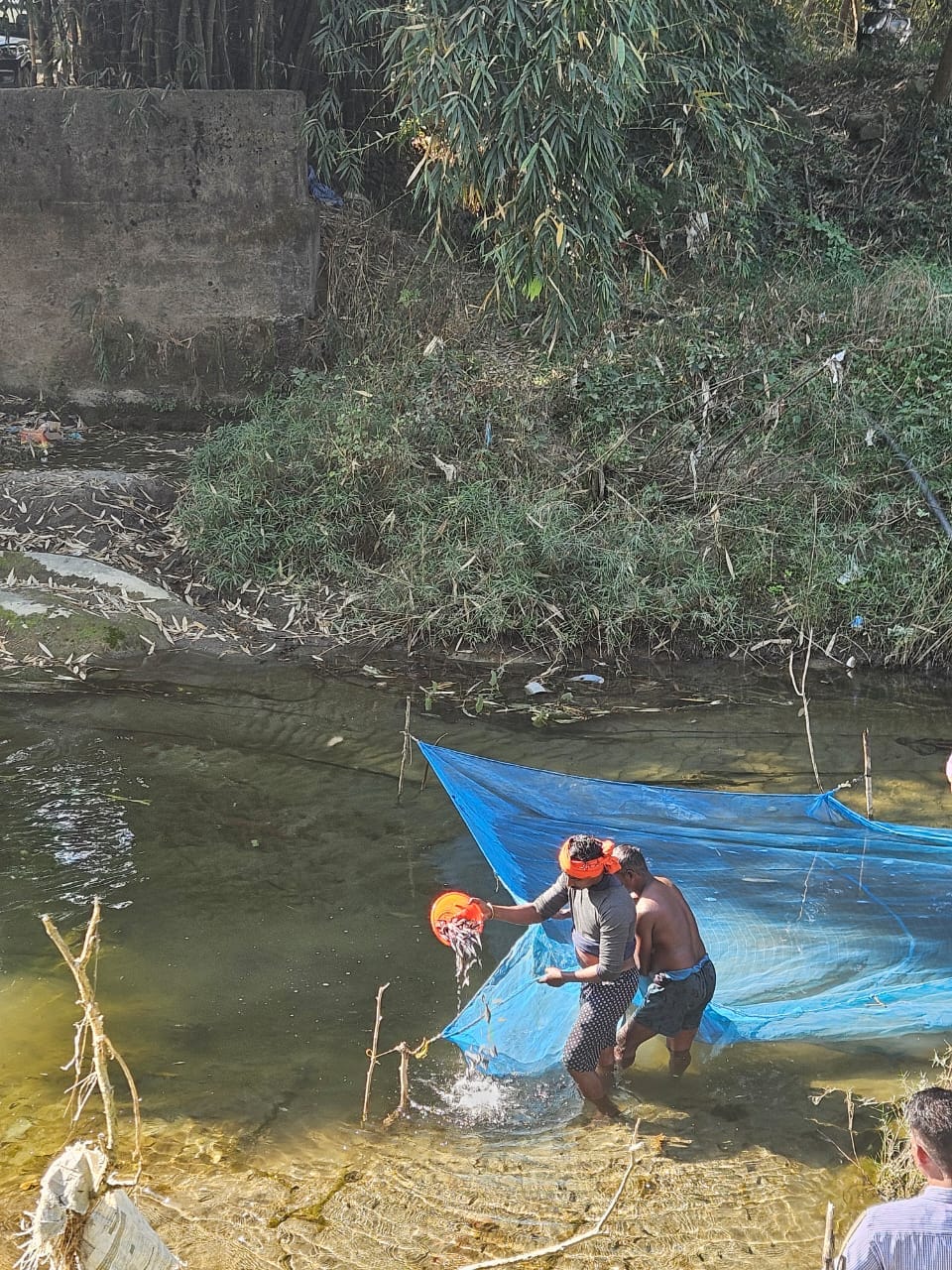 1.42 lakh fish seeds were put in four ravines of the district.