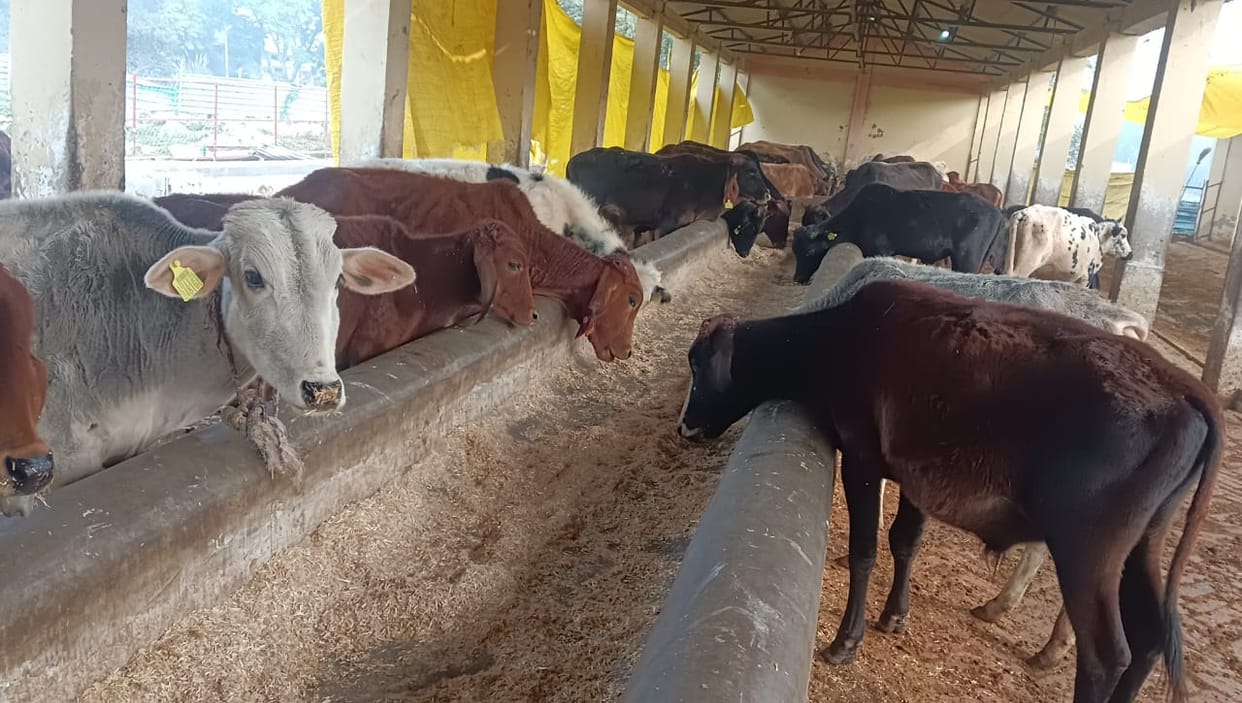 95 lakh rupees are spent every month, yet the cattle are eating straw.