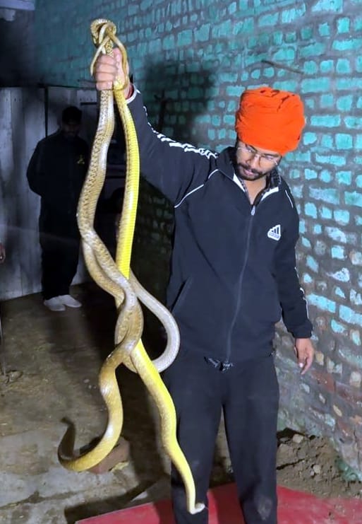 Cow protection team safely rescued six snakes from Naurangabad, including the most venomous 'Common Kait'.