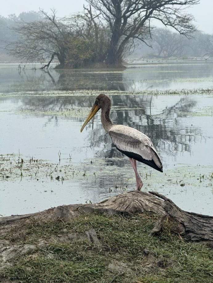 Cranes have disappeared from the Chandraprabha Sanctuary; their presence was not found in the wildlife census