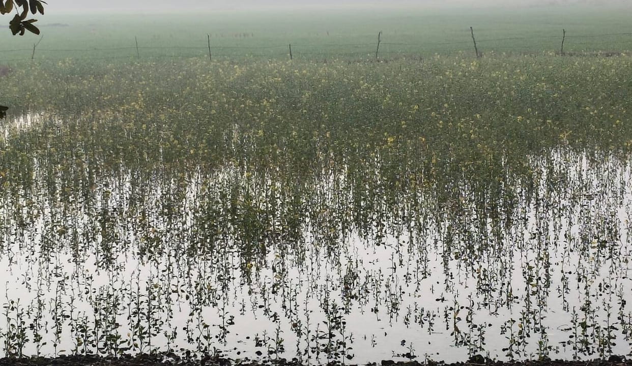 Canal breached near Parsapur village, 50 bighas of crops submerged in water