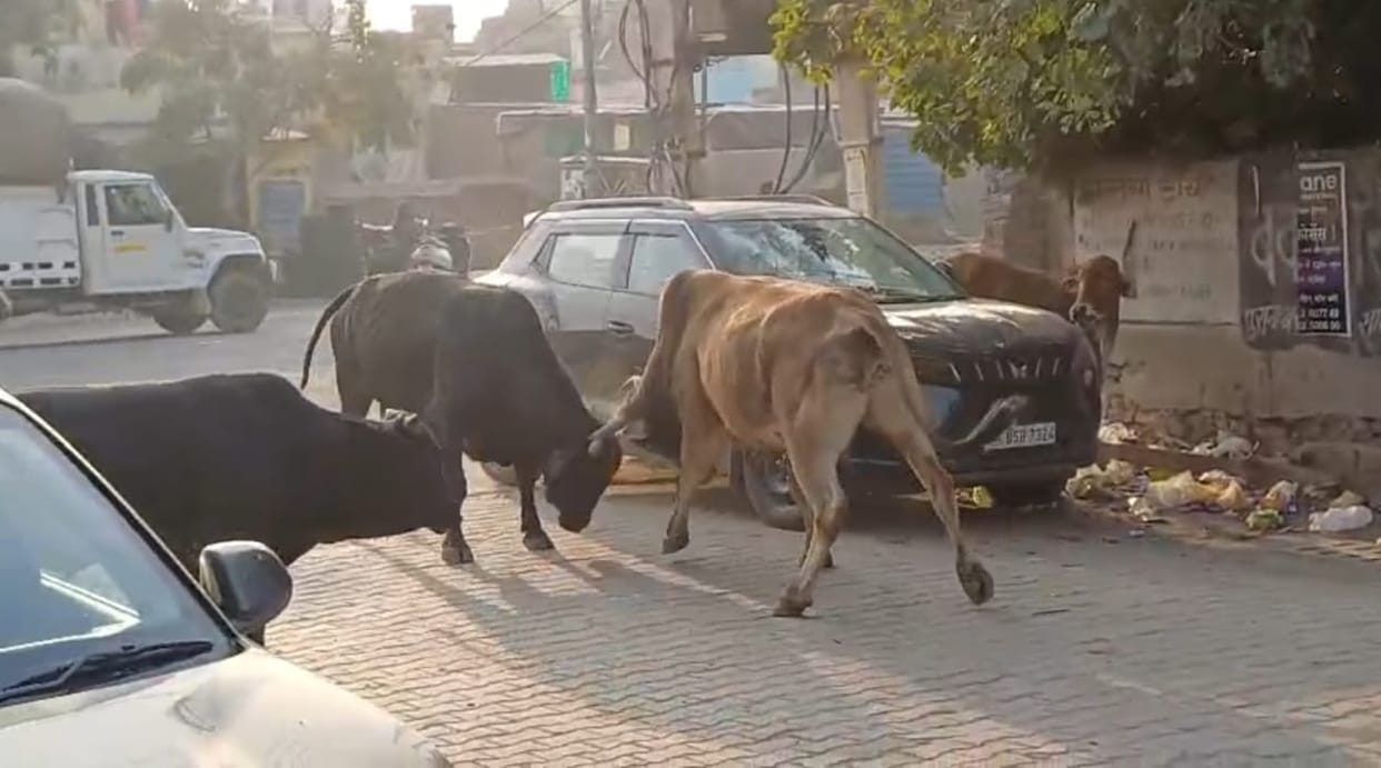 A collision between two bulls caused chaos, with cars damaged and people fleeing for their lives.