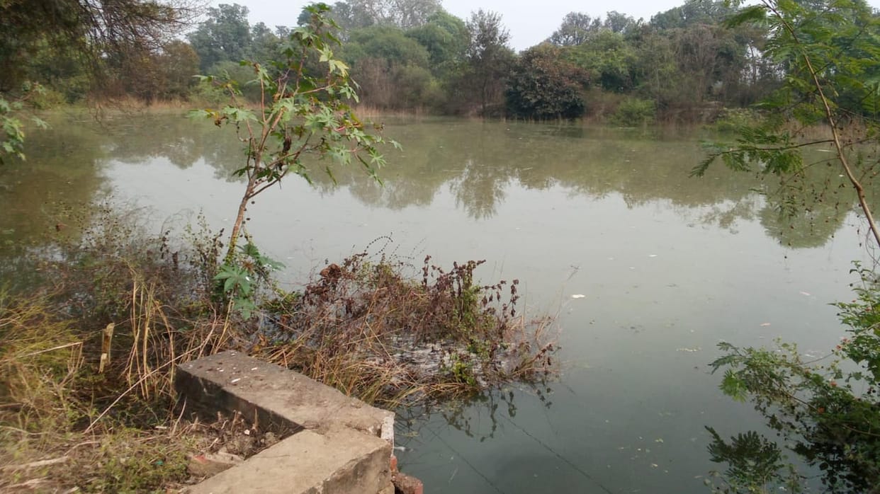 The plants planted by the Forest Department were submerged due to water filling in the pond.