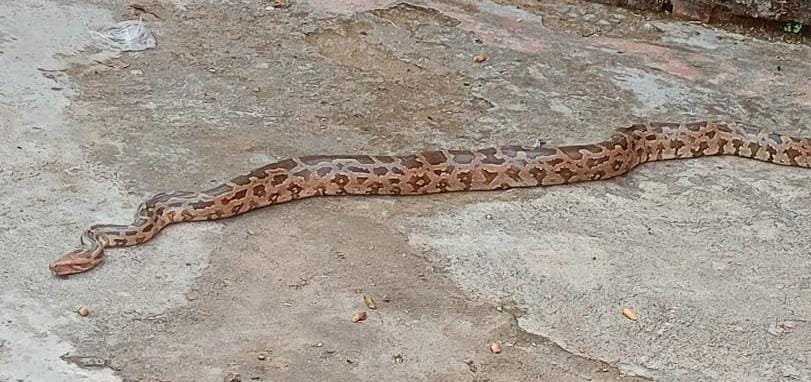 Two pythons were spotted in Devgaon, causing panic in the village.
