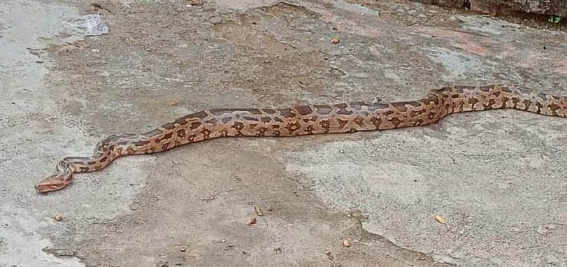 फोटो - 23 हरिकृष्ण के घर में निकला अजगर। स्रोत ग्रामीण