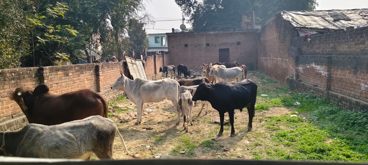 Farmers collected donations and left cattle at the cowshed.