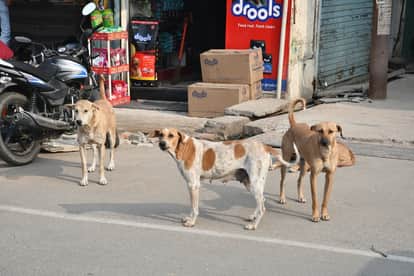 case registered against sarpanch and secretary in Rangareddy for allegedly killing 100 stray dogs