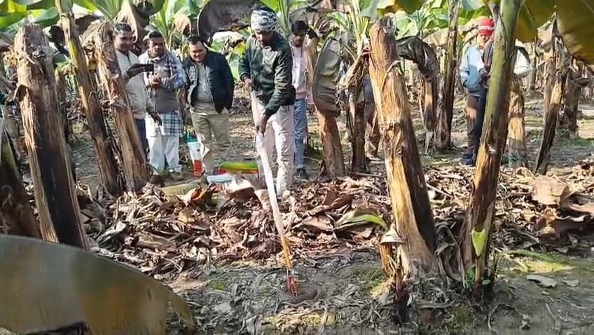 Russell's viper snake found in a banana field was caught