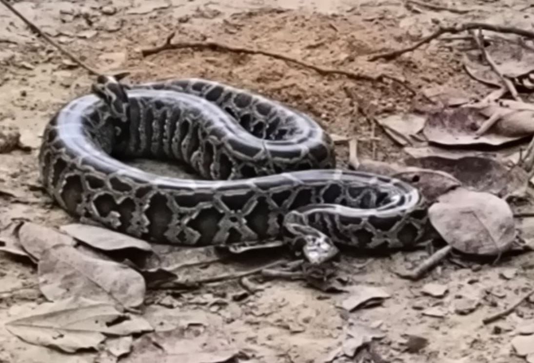 Siddharthnagar News: Eight-foot python found in barn, released into the forest