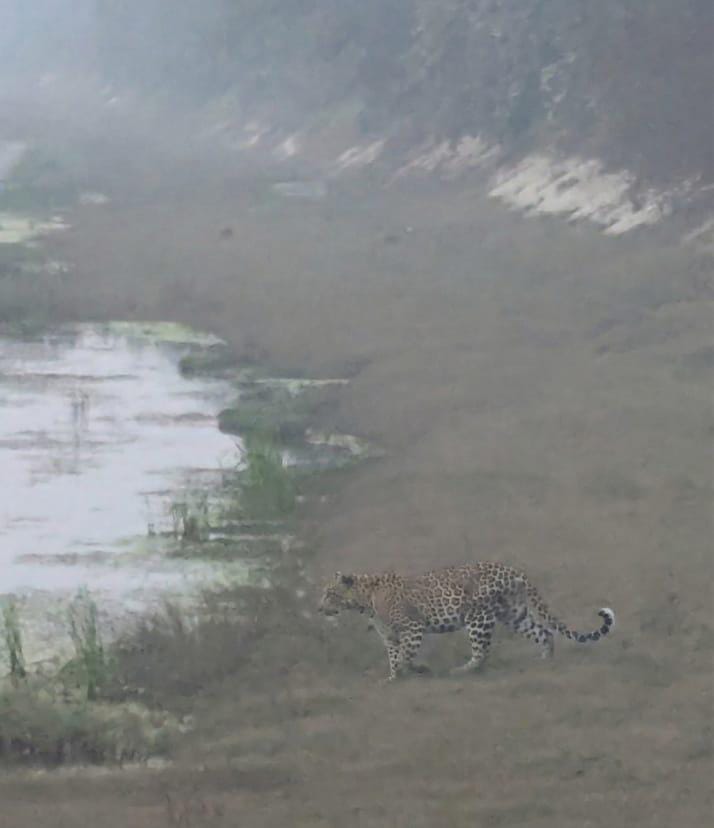 Leopard seen in Hastinapur Forest Sanctuary area