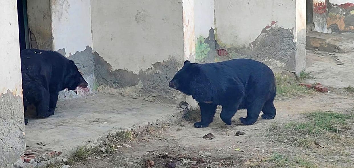 To boost energy in the bitter cold, bears Sonu and Dukku are being fed peanuts and jaggery; three heaters are installed in the lion enclosure.