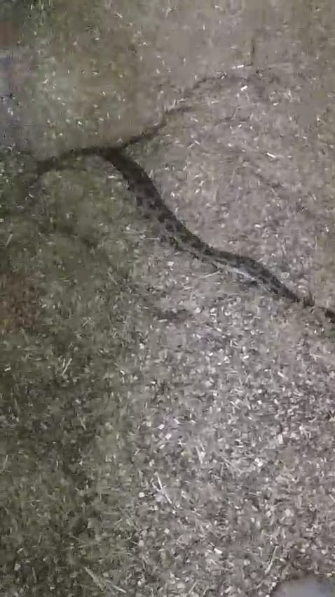 A seven-foot-long python reached the fields of Wajidpur.