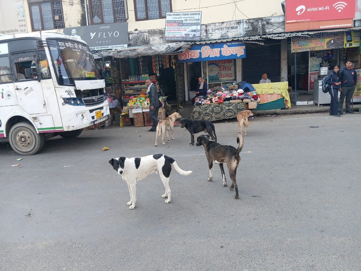 The growing threat of stray dogs, sterilization campaigns confined to files