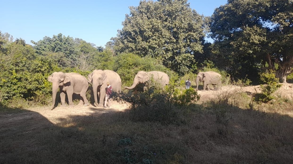 A wall will be built across 84 acres to protect the female elephants