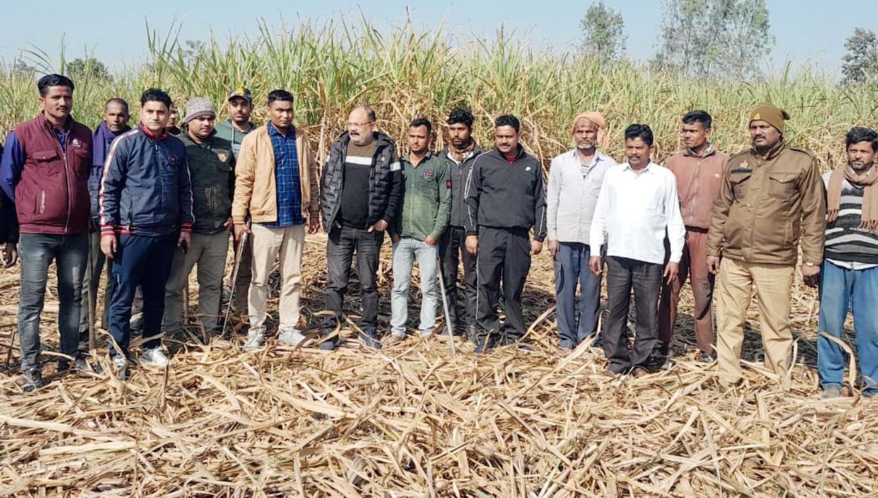 A leopard emerged from a sugarcane field, and the workers narrowly escaped with their lives.