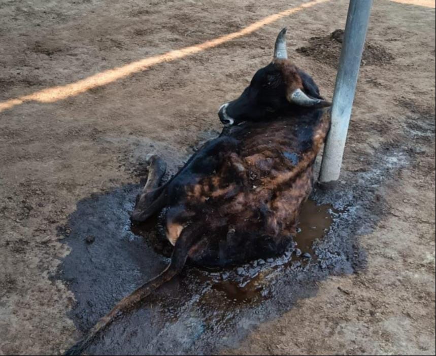 Arrangements were made in the files, cows were shivering on the ground