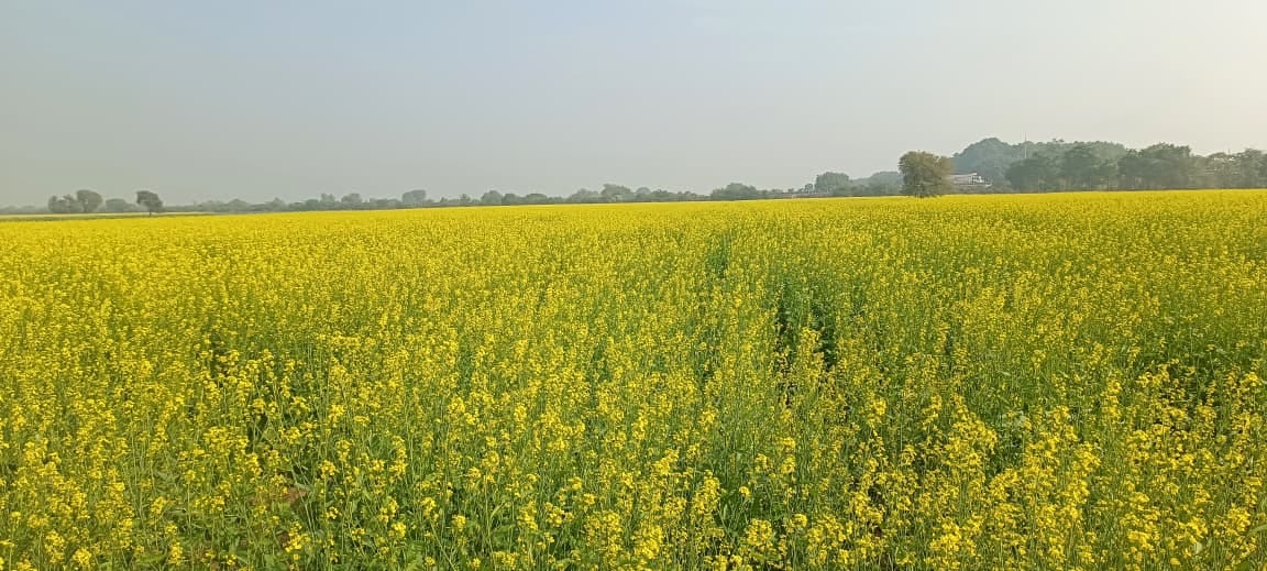 The Revenue Department will conduct Girdawari of all types of crops sown in the Rabi season.