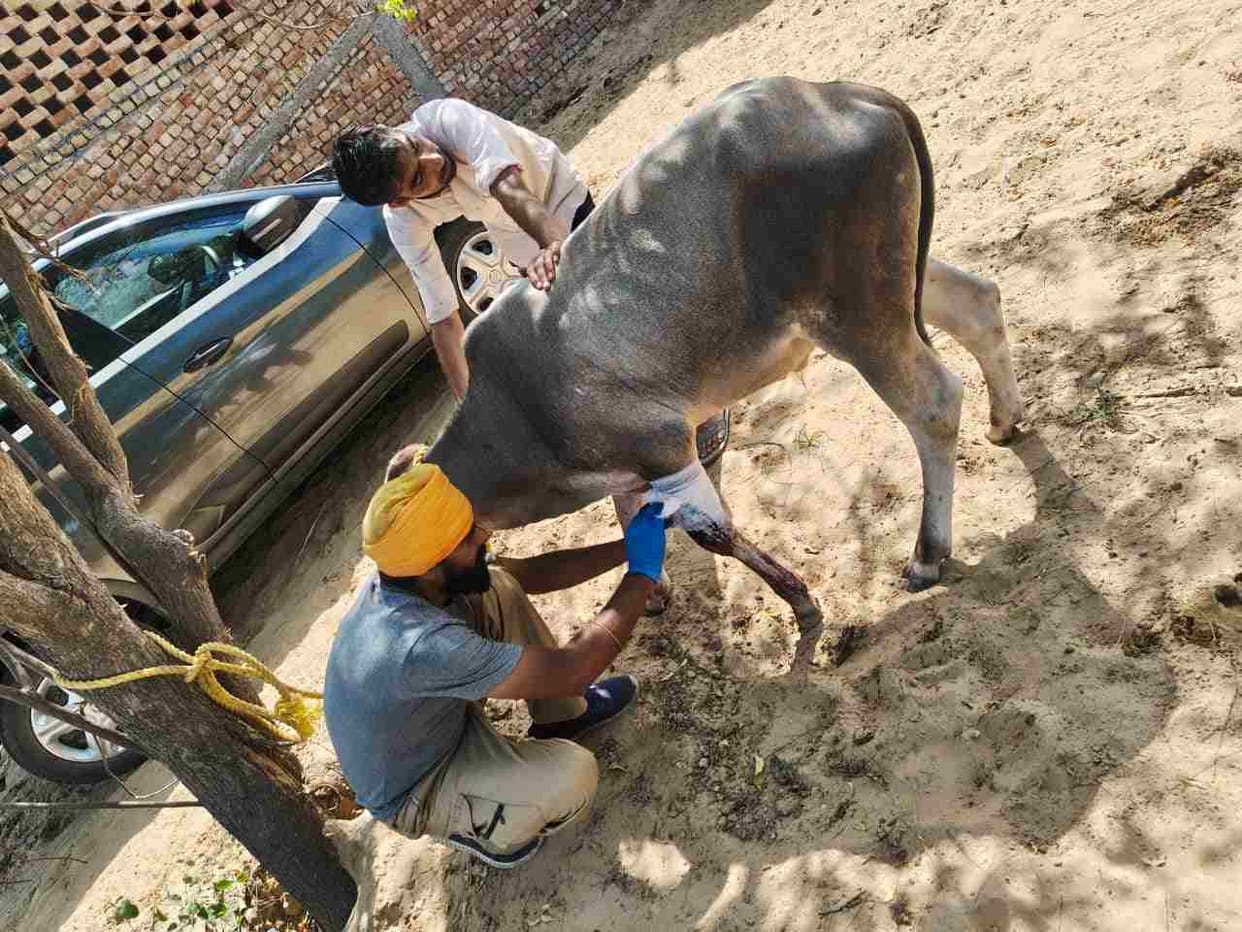 A greater vow than marriage has been made to serve speechless animals; Rohtash from Defence Colony has been treating injured animals for 15 years.