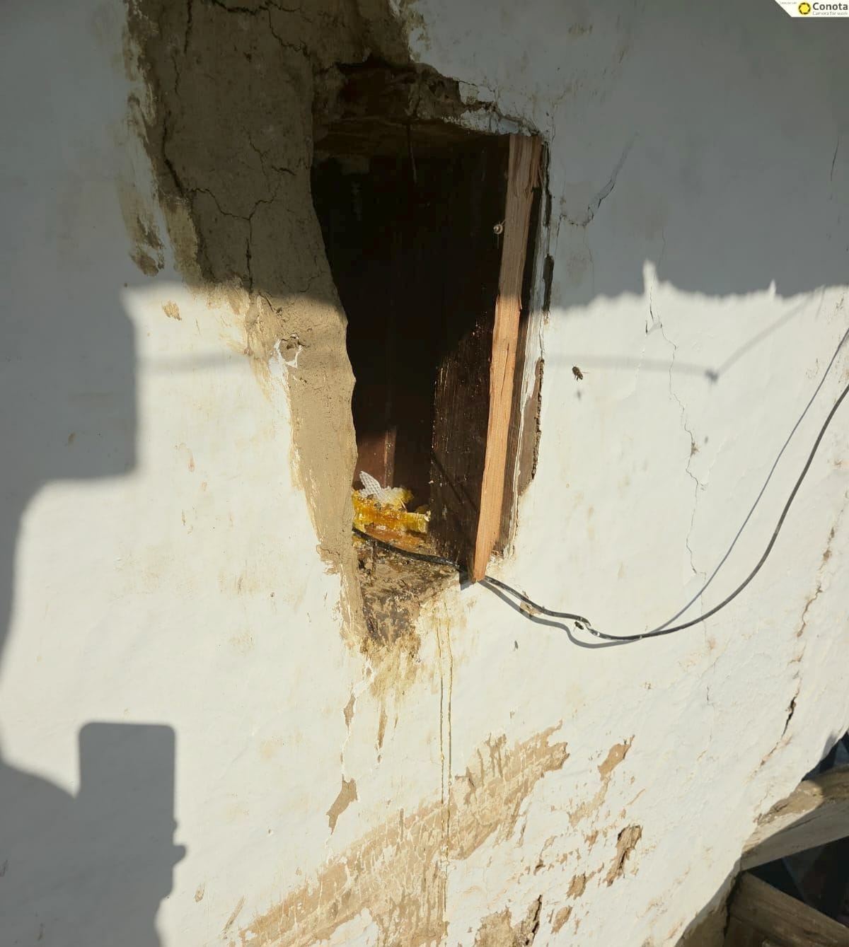 Bear terror in Bhanauli, Jubdu and Chaura villages of Kumarsain