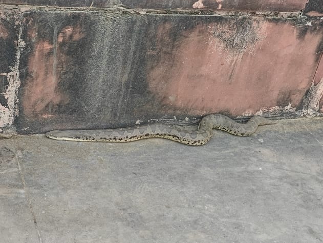 A Russell's Viper was spotted on the steps of Surajkund Lake, causing panic.