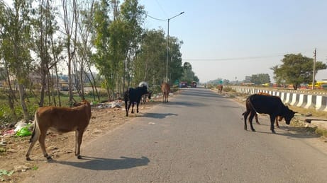 Stray Cattle Pose Accident Threat on Agra Jaipur Highway Farmers Seek Shelter Solution