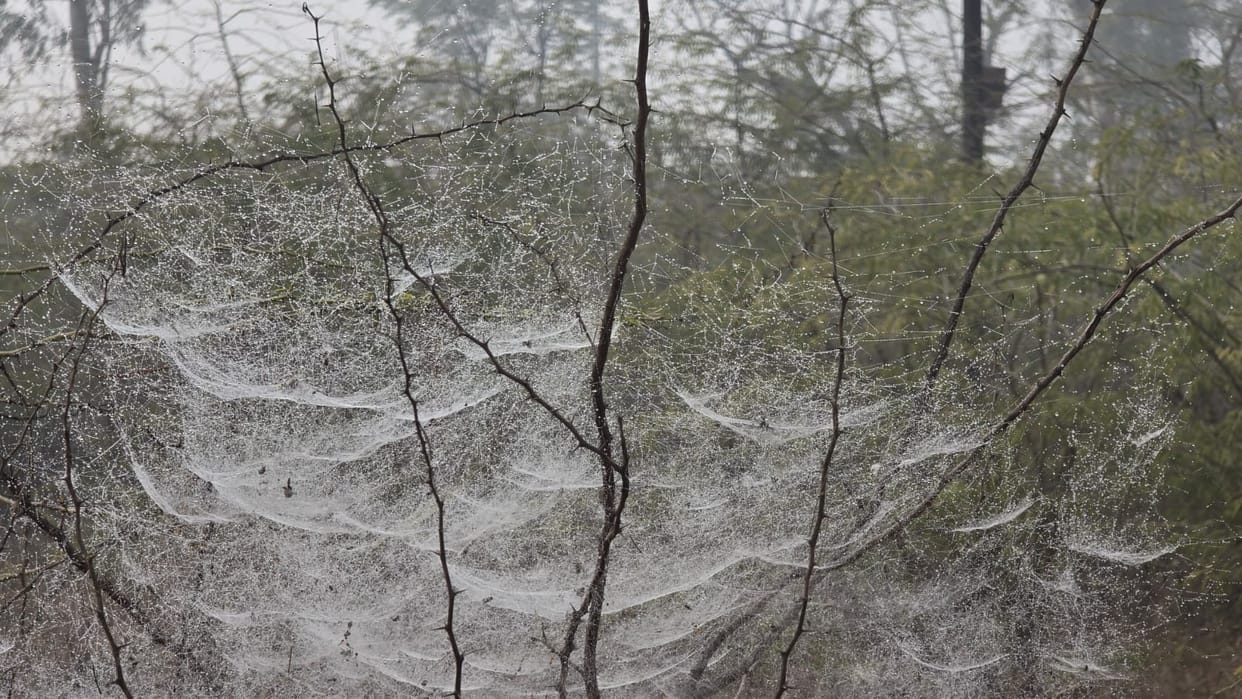 The city is gripped by frost... temperatures have plummeted, and the cold will intensify.