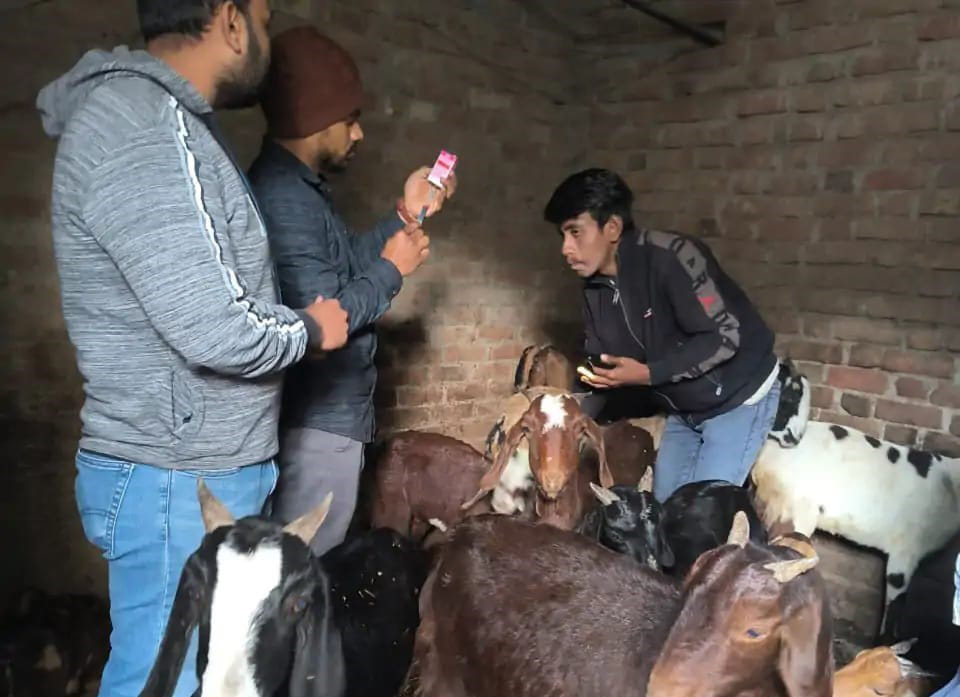 The Animal Husbandry Department team reached Chaurangabihad village to treat goats.