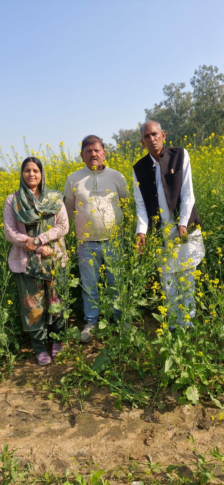 Nearly 50 percent of mustard crop damaged due to frost: Samay Singh