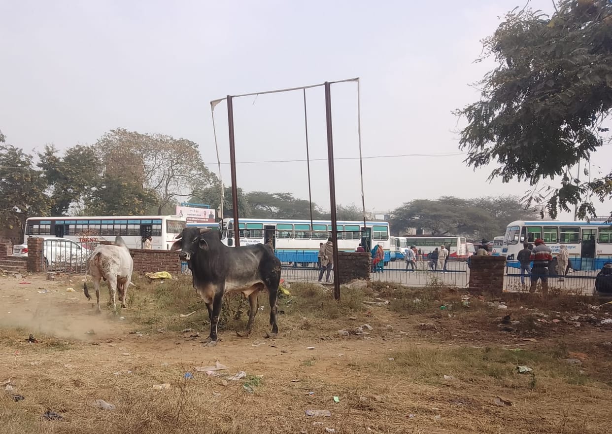 The presence of monkeys and cattle at the bus stand poses a risk of accidents.