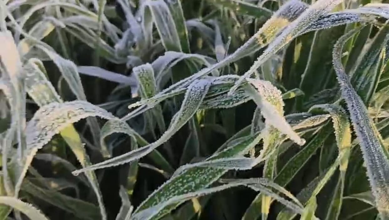 Farmers hit by frost, damage feared to standing crops in 3.60 lakh acres.