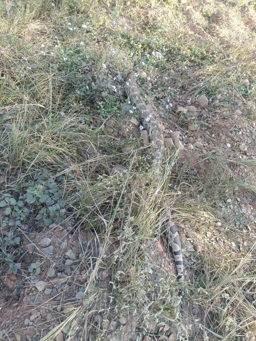 Python captured in Himuda Township, put in a drum and handed over to the Forest Department
