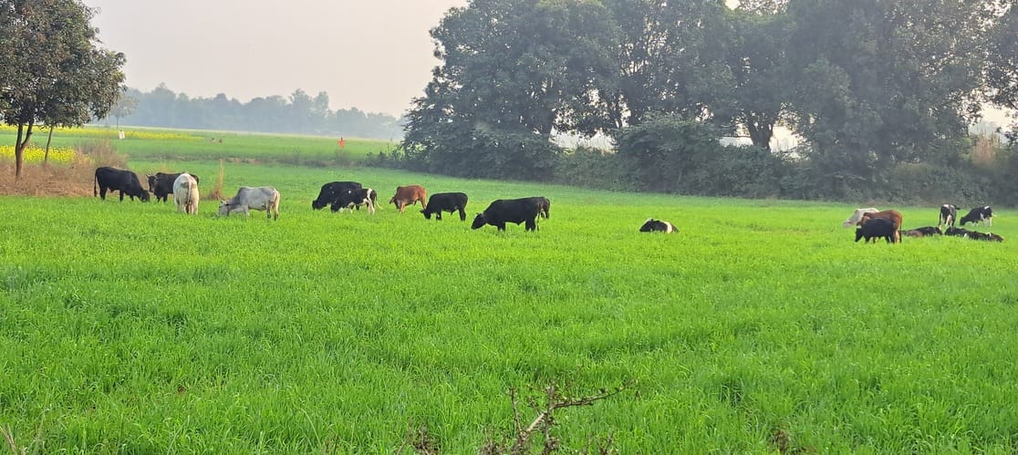 A herd of stray animals is destroying the wheat crop.