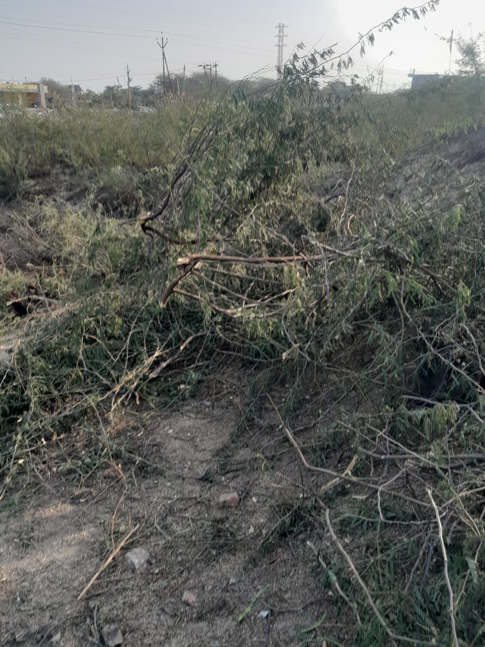A conspiracy to seize valuable land resulted in the cutting down of hundreds of green trees
