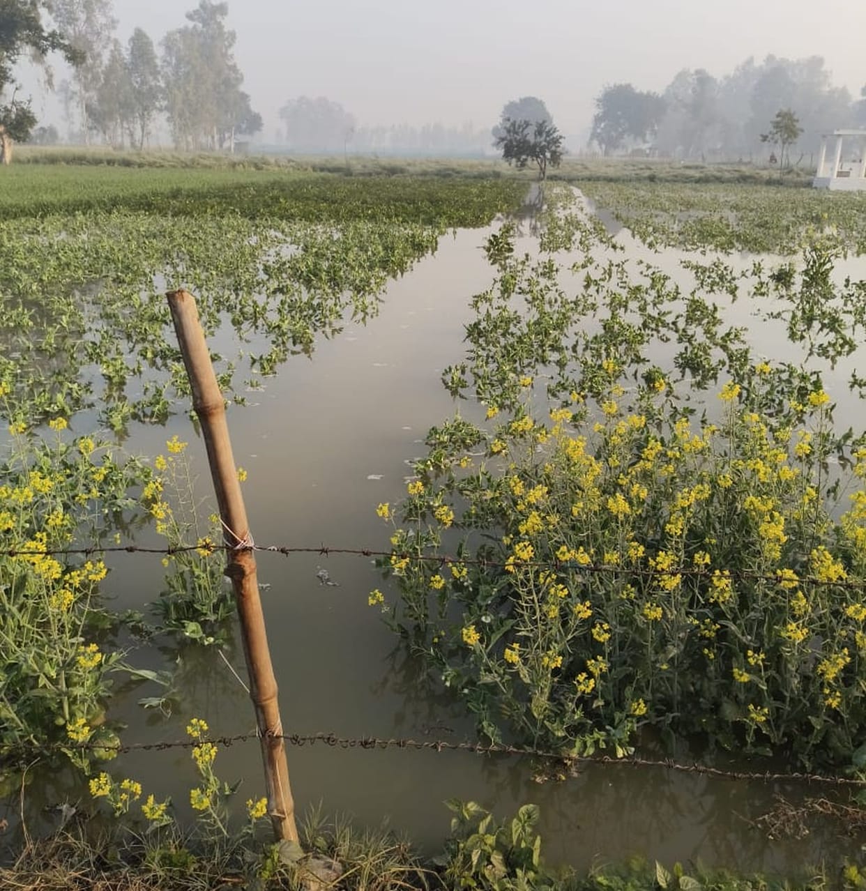 The canal burst, flooding the area and destroying 150 bighas of crops