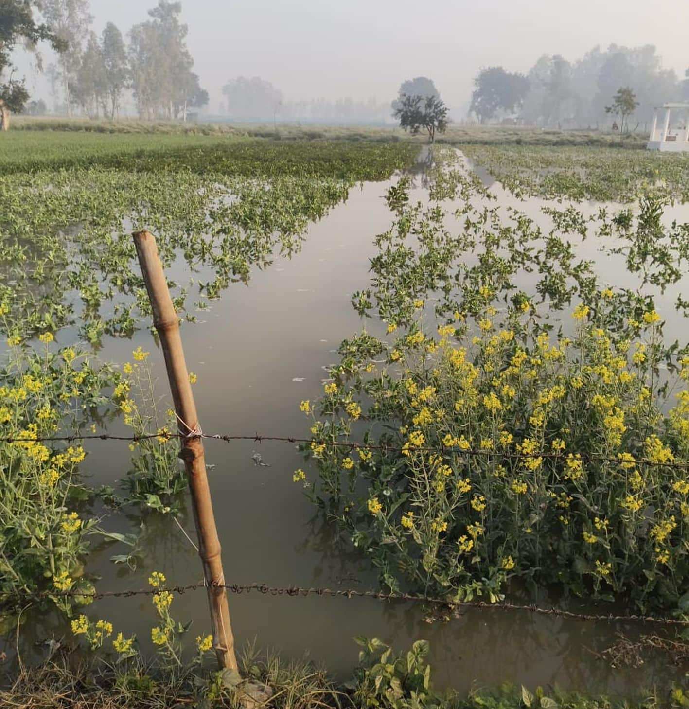 जैदपुर क्षेत्र के मौथरी गाँव मेंरजबहा कटने से डूबी फसल। 