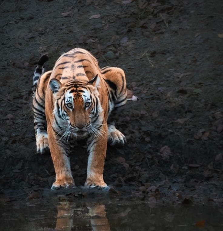 Tourists are liking the family of the tigress Nakkati
