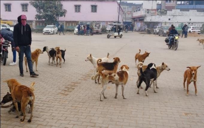Dogs terrorize Machhalishahr, 60 people arrive daily to get injections