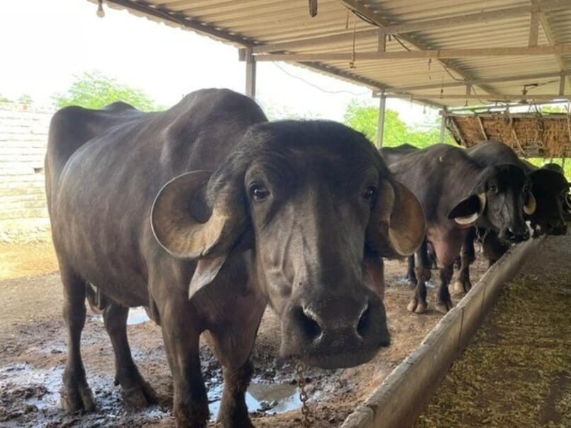 One thousand farmers will attend the state-level animal fair
