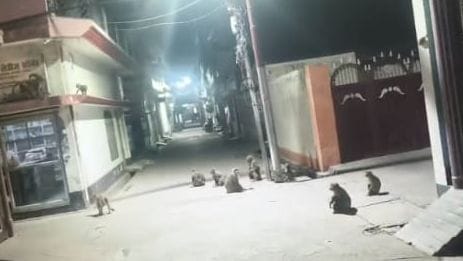Run away, the monkey has bitten over 600 people in a month