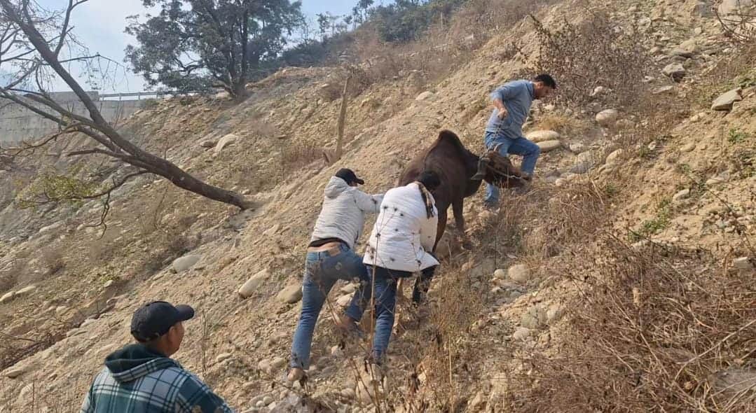 रुद्रप्रयाग अलकनंदा नदी किनारे निराश्रित गोवंश को बाहर निकालते गाै रक्षा के सदस्य - जागरुक पाठक