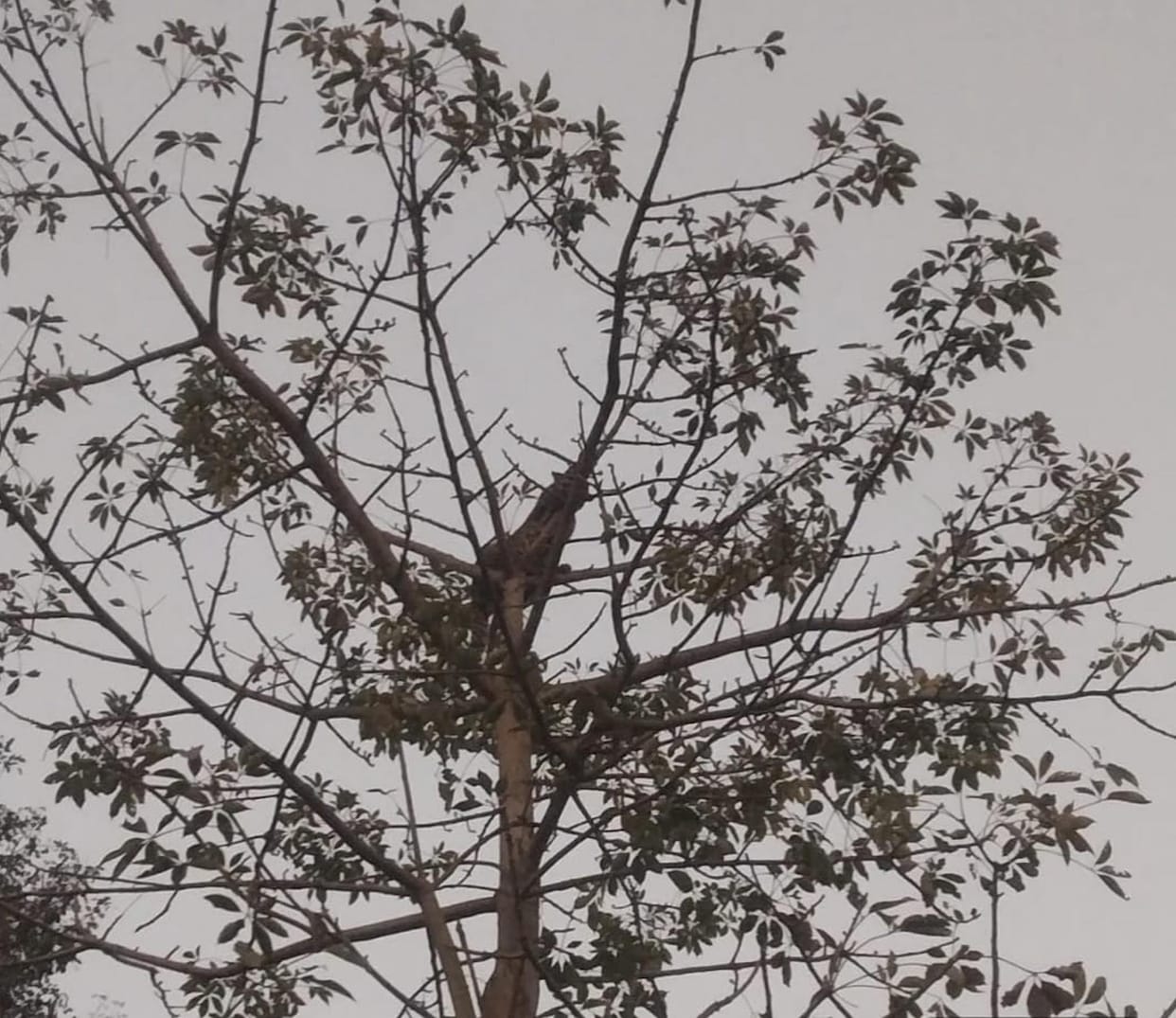 A leopard was spotted in Bagpurwa, and when villagers raised an alarm, it climbed a tree and sat down.