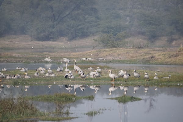 689 birds of 38 Indian and foreign species arrived in Birahi Kalan, a team arrived for the Asian waterfowl census