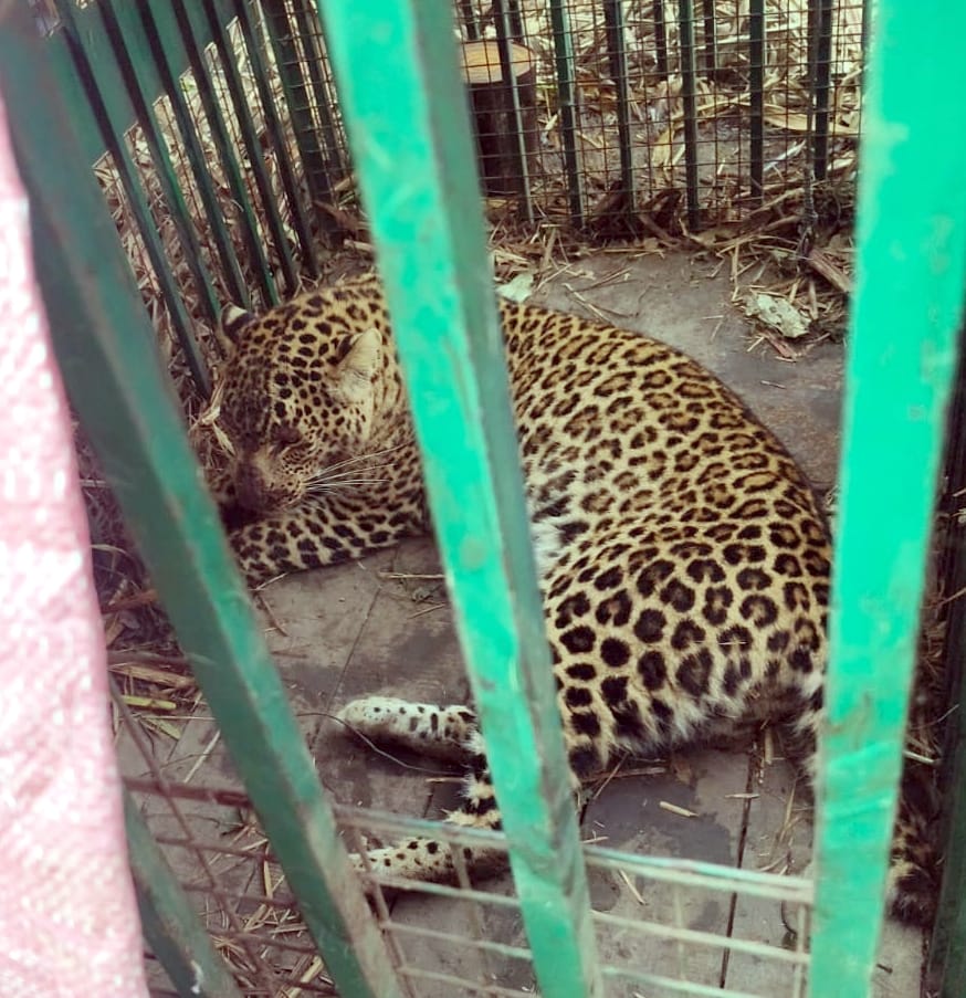 Leopard captured in a cage in Timarpur