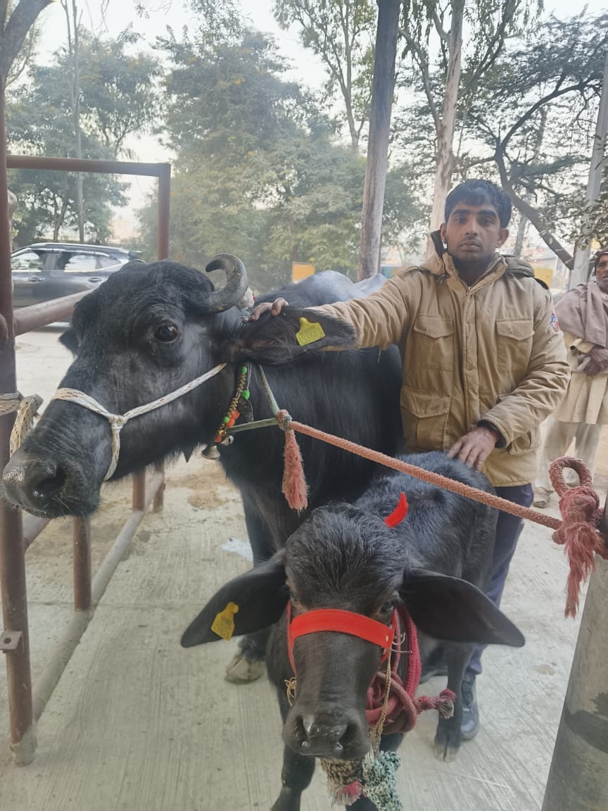 Deepak from Khewda's buffalo secured the third position.Deepak from Khewda's buffalo secured the third position.