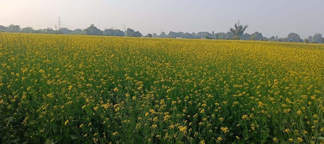 Due to increase in temperature, mustard crop is at risk from Aphids