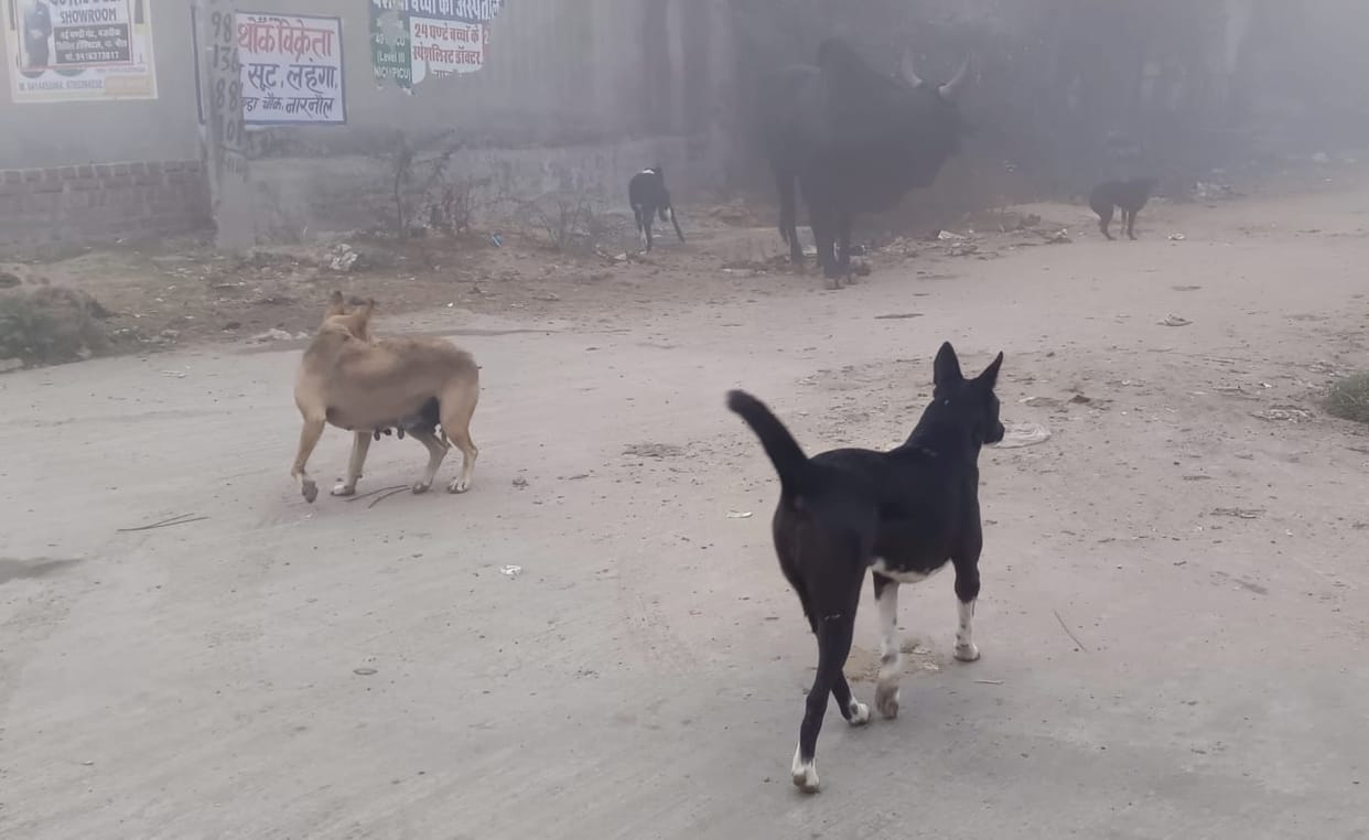 People are unaware of the compensation scheme for dog bites; no applications have been received.