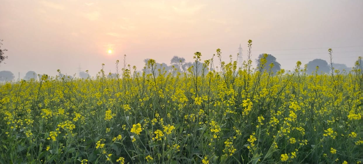 Fear of crop damage due to falling mercury