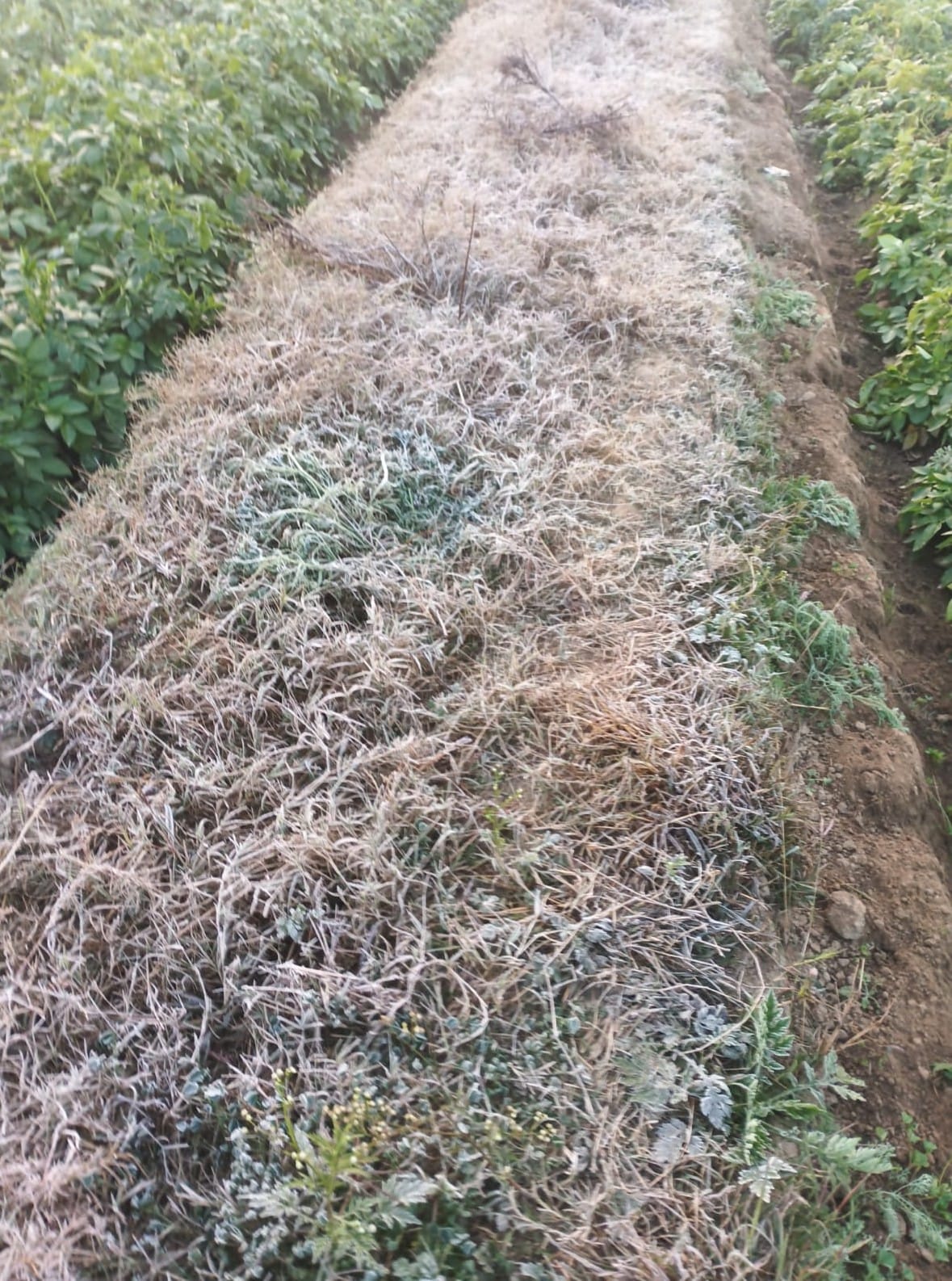 A layer of frost has formed on the potatoes; farmers are working to save the crop.