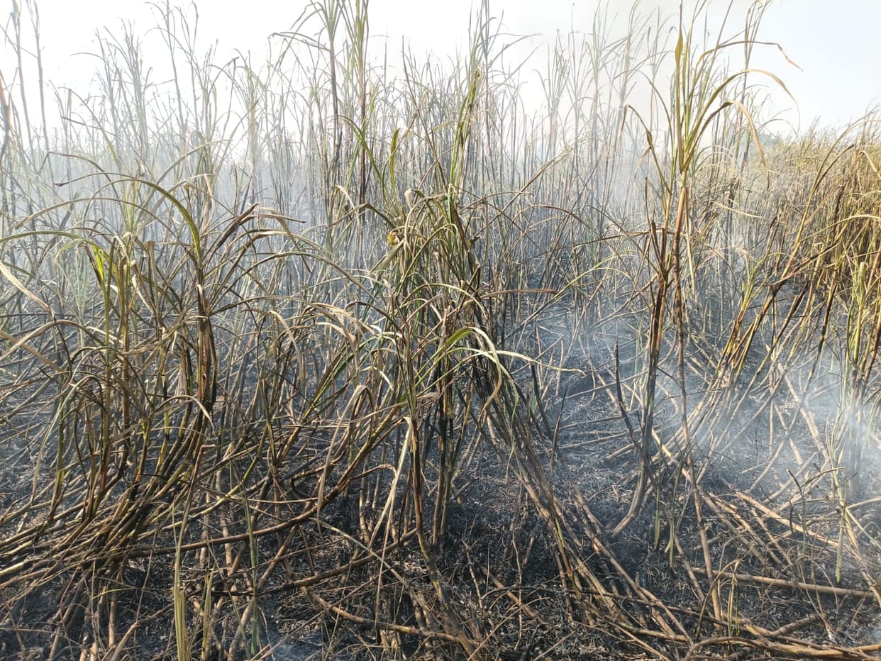 High tension line wire fell, 40 bighas of sugarcane burnt