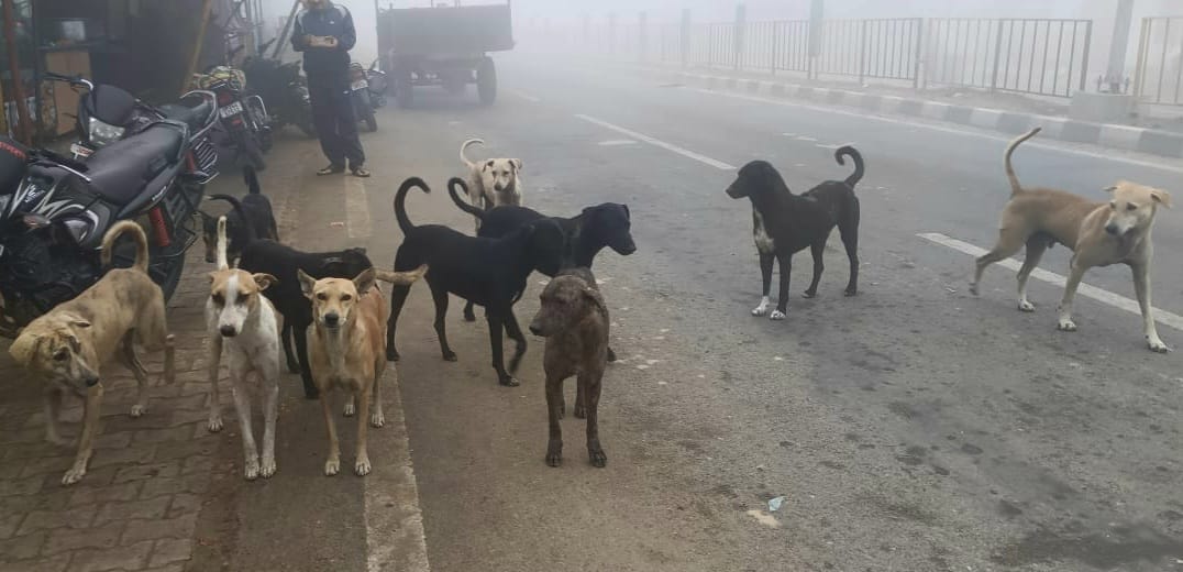 Packs of dogs gather near meat shops and wedding halls, with pedestrians fleeing.
